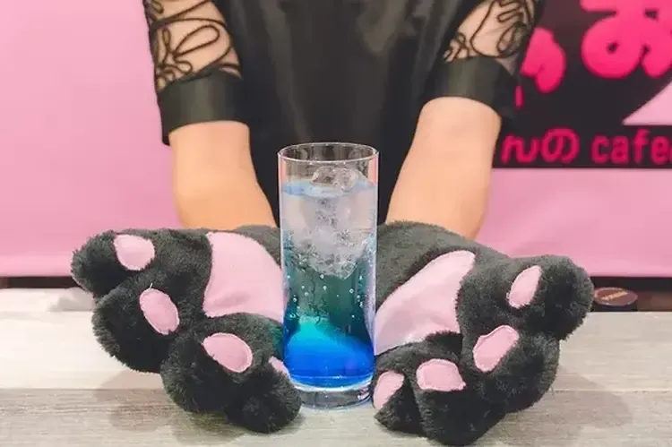 みゃおみゃお - 秋葉原のコンカフェ